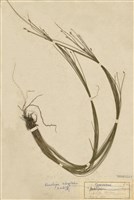 藏品(玉山針蘭)的圖片